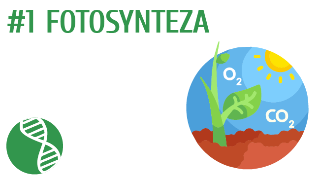 Fotosynteza
