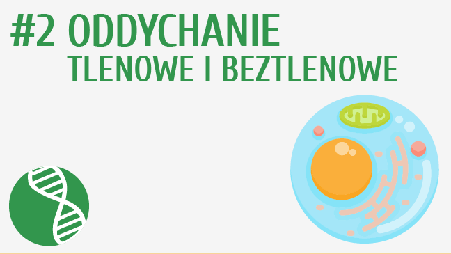 Oddychanie tlenowe i beztlenowe