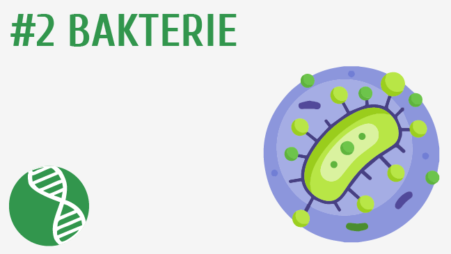 Bakterie