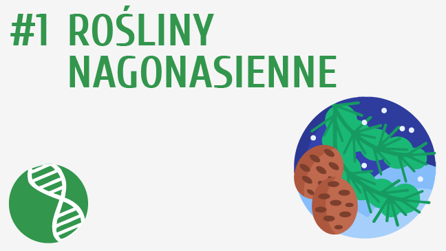 Rośliny nagonasienne