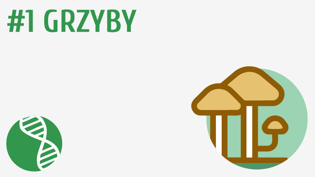 Grzyby