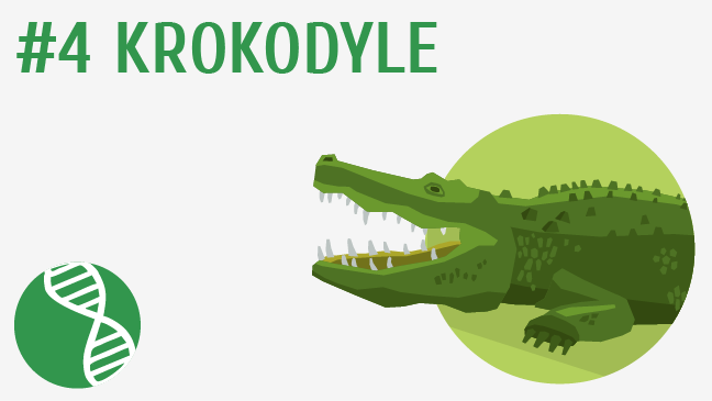 Krokodyle