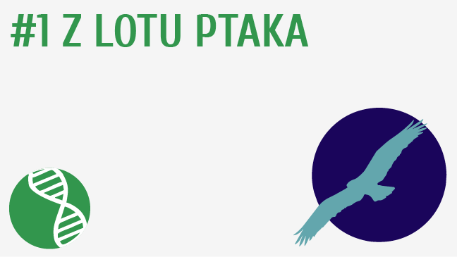 Z lotu ptaka