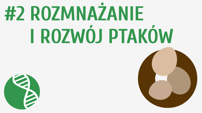 Rozmnażanie i rozwój ptaków