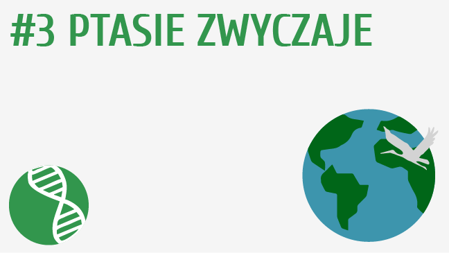 Ptasie zwyczaje