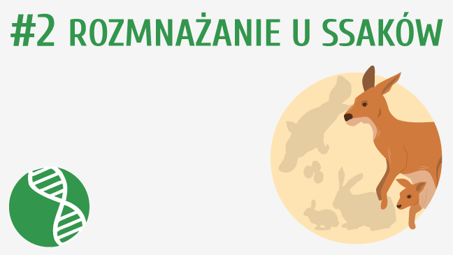 Rozmnażanie u ssaków