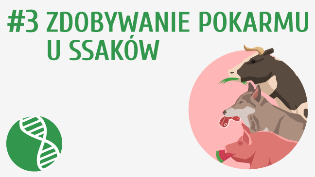 Zdobywanie pokarmu u ssaków