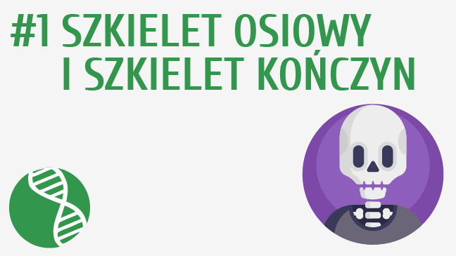 Szkielet osiowy i szkielet kończyn