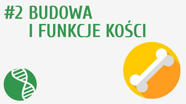 Budowa i funkcje kości