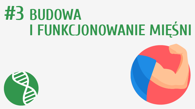 Budowa i funkcjonowanie mięśni