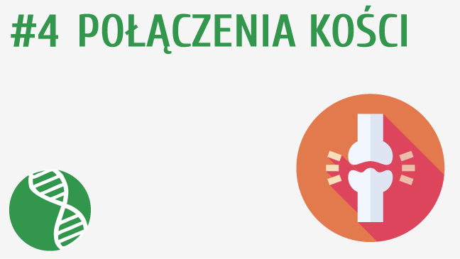 Połączenia kości