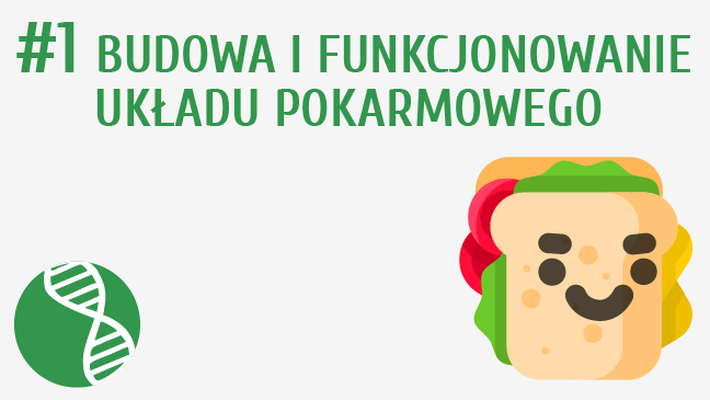 Budowa i funkcjonowanie układu pokarmowego