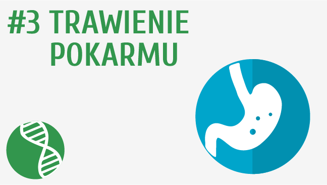 Trawienie pokarmu