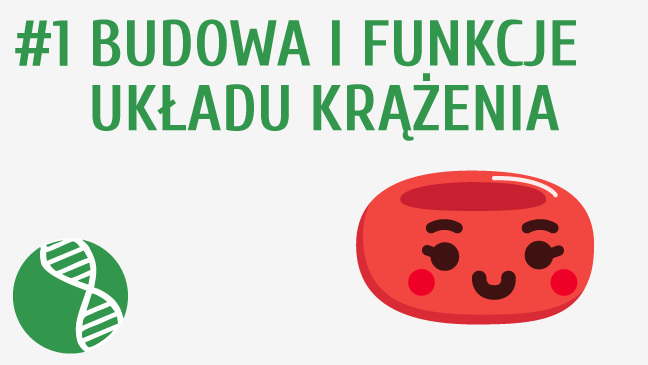 Budowa i funkcje układu krążenia