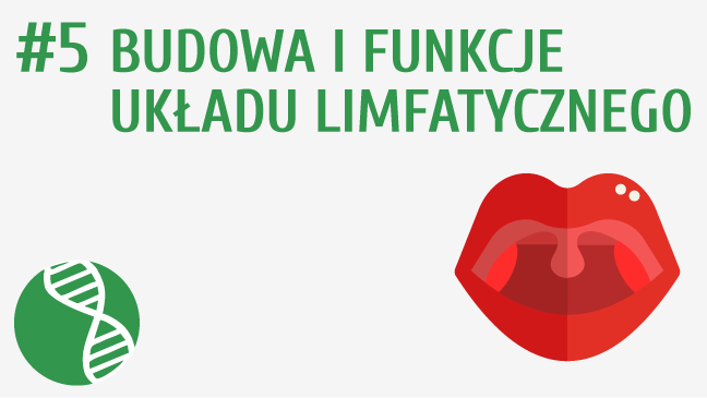 Budowa i funkcje układu limfatycznego