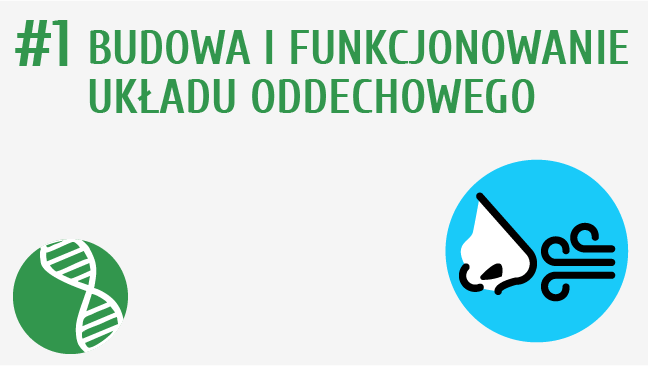 Budowa i funkcjonowanie układu oddechowego