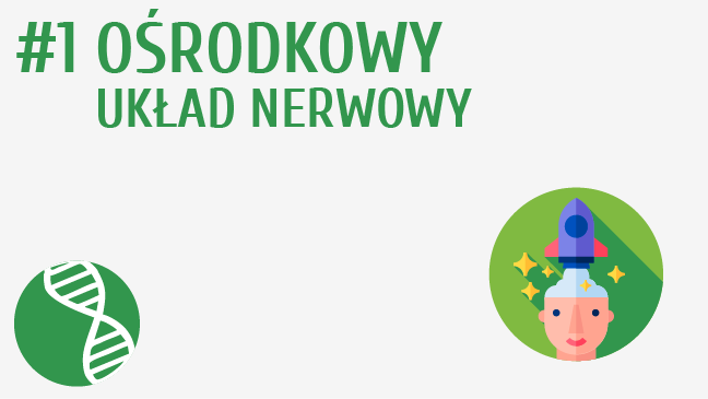 Ośrodkowy układ nerwowy