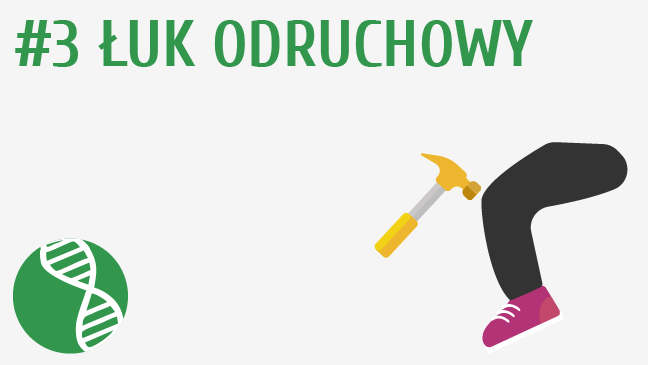 Łuk odruchowy