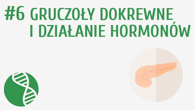 Gruczoły dokrewne i działanie hormonów