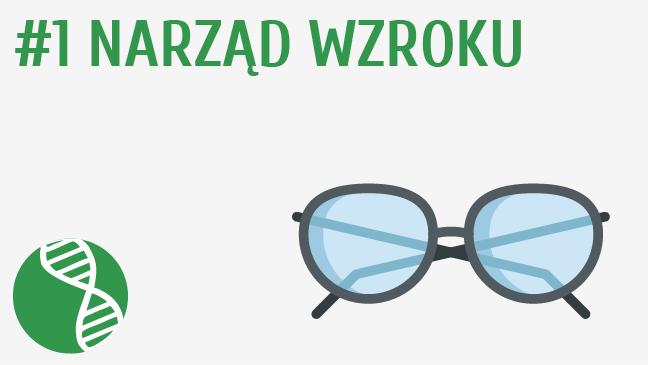 Narząd wzroku