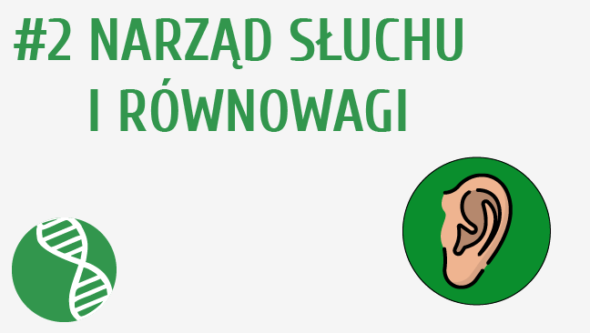 Narząd słuchu i równowagi