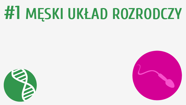 Męski układ rozrodczy