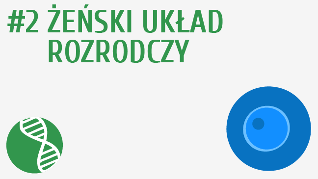 Żeński układ rozrodczy