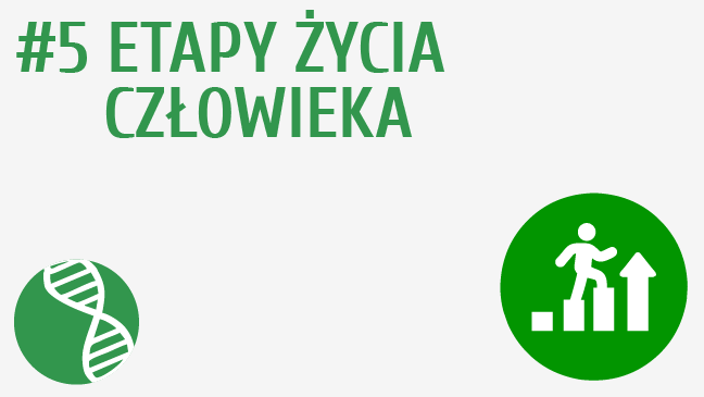 Etapy życia człowieka