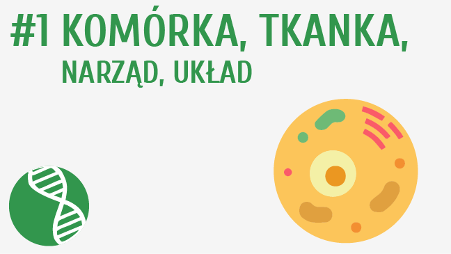 Komórka, tkanka, narząd, układ