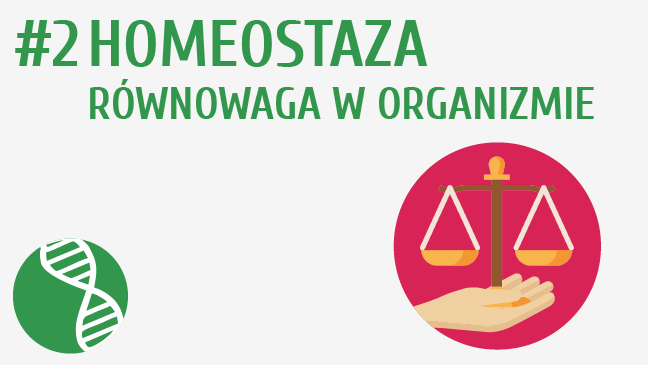 Homeostaza, równowaga w organizmie