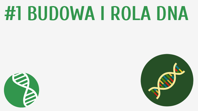 Budowa i rola DNA