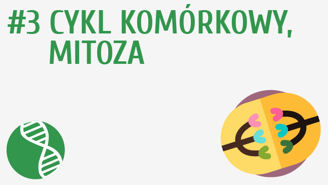 Cykl komórkowy, mitoza