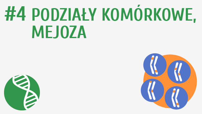 Podziały komórkowe, mejoza