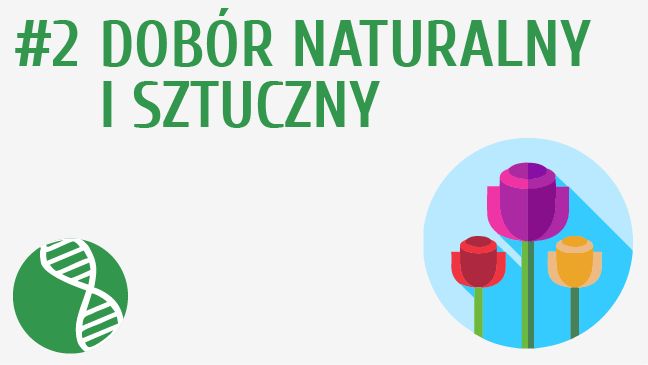 Dobór naturalny i sztuczny