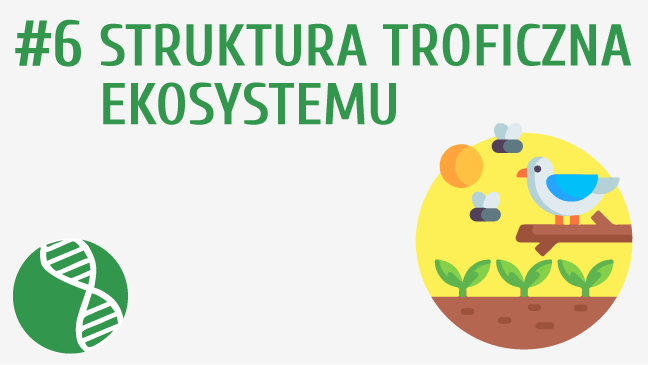 Struktura troficzna ekosystemu