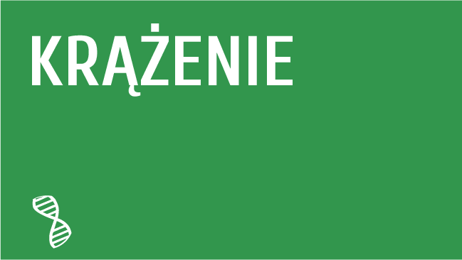 Krążenie