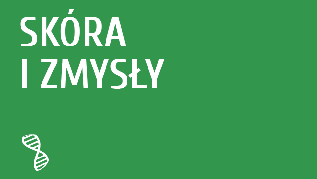 Skóra i zmysły